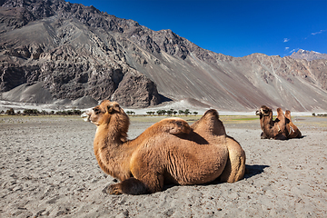 Image showing Camel in Nubra vally, Ladakh