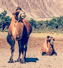 Image showing Camel in Nubra vally, Ladakh