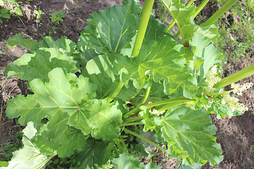 Image showing big leaf of rhubarb