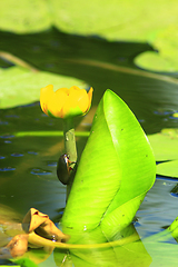 Image showing Dytiscidae on the flower of Nuphar lutea