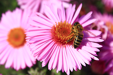 Image showing bees sitting on the asters 