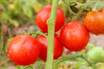 Image showing red tomatoes in the bush