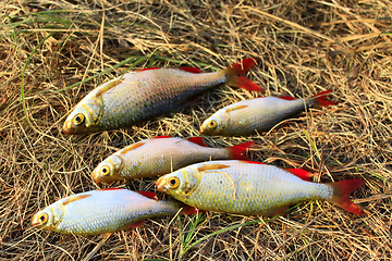 Image showing Beautiful caught ruddes laying on the grass