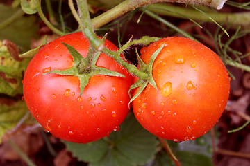 Image showing pair of red tomatoes in the bush