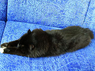 Image showing black cat sleeping on the blue sofa