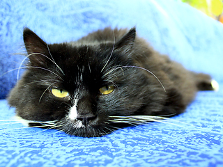 Image showing muzzle of black cat sleeping on the blue sofa