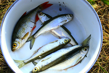 Image showing common bleak and rudd prepared for cooking