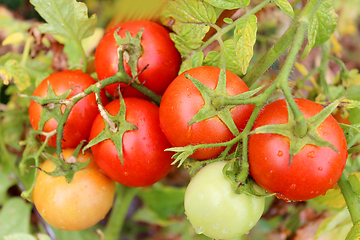 Image showing red tomatoes in the bush