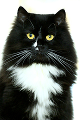 Image showing black cat isolated on the white background