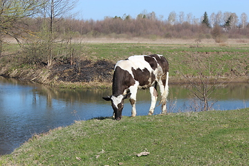 Image showing cow standing at the river 