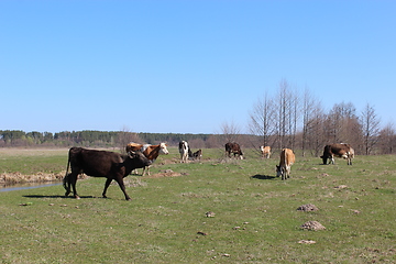 Image showing cows on the farm pasture