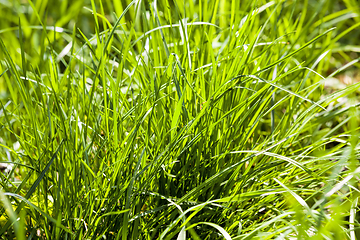 Image showing natural green grass