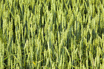 Image showing organic green wheat