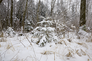 Image showing coniferous trees, spruce