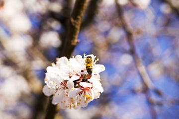 Image showing apricot in the spring garden