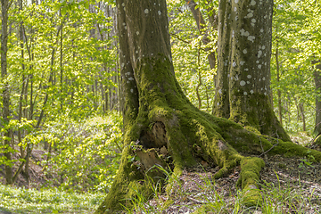 Image showing sunny forest scenery