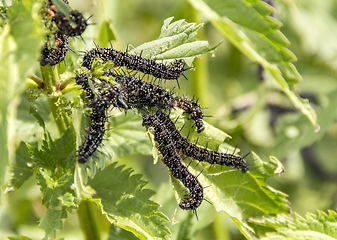 Image showing Peacock butterfly caterpillars