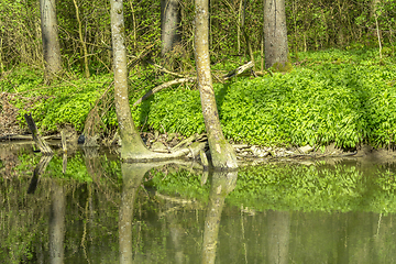 Image showing waterside scenery at spring time