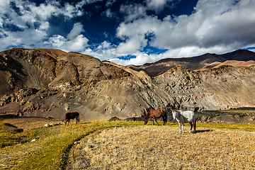 Image showing Horses and cow grazing in Himalayas. Ladakh, India