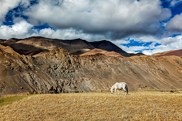 Image showing Horse grazing in Himalayas