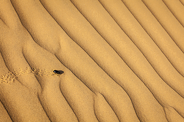 Image showing Scarab (Scarabaeus) beetle on desert sand