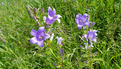 Image showing beautiful Bluebells and different herbs in the summer field