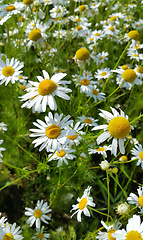 Image showing Beautiful daisies in a summer field