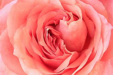 Image showing Beautiful flower of delicate pink rose