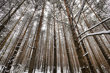 Image showing pine trees in winter