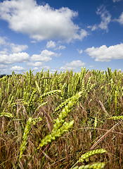 Image showing real organic green wheat