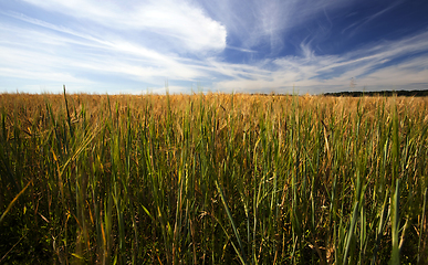 Image showing summer agricultural field