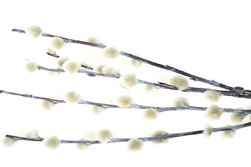 Image showing Catkins