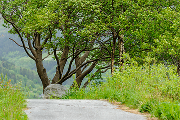 Image showing trees and bushes along the path