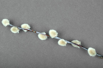 Image showing Catkins