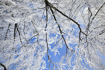 Image showing snow covered deciduous birch trees