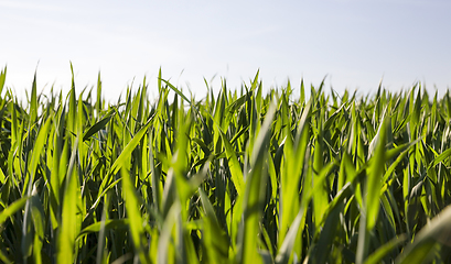 Image showing organic agriculture sweet corn