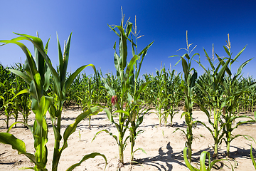 Image showing poorly grown sweet corn in the agricultural field