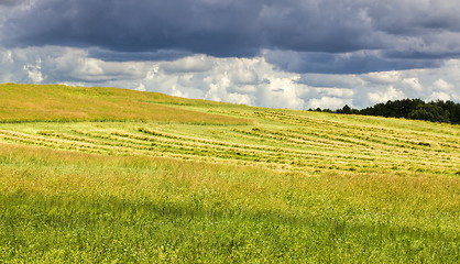 Image showing green immature rapeseed