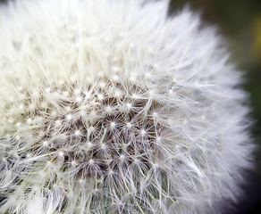 Image showing beautiful white dandelion