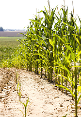 Image showing organic agriculture sweet corn