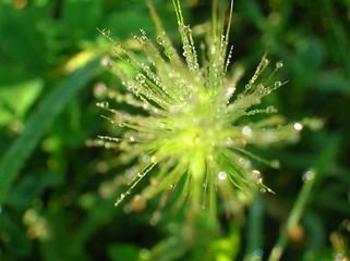 Image showing grass with dew