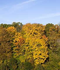 Image showing deciduous trees in the autumn