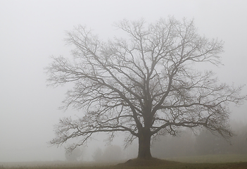 Image showing old huge oak without foliage