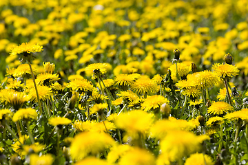 Image showing real wild yellow beautiful dandelions