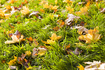 Image showing green grass in the autumn season