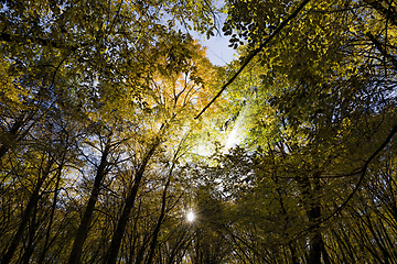 Image showing deciduous trees in the autumn