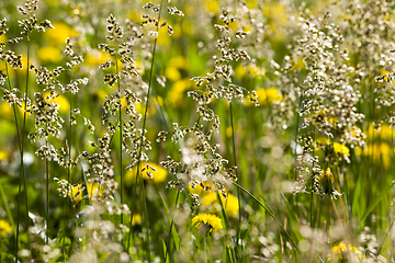 Image showing grass and yellow dandelions