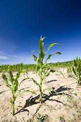 Image showing poorly grown sweet corn in the agricultural field