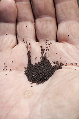 Image showing Black small poppy seeds