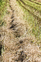 Image showing agricultural fields with wheat or rye